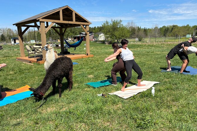 Hike & Lunch with Llamas - Is the $56.20 price good value?