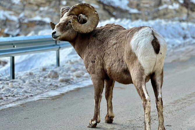 Icefields Parkway Experience - Seven or more stops make the drive feel worthwhile