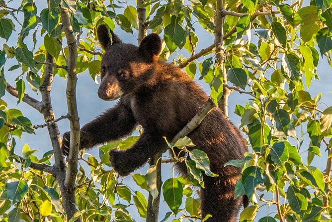 Jasper Evening Wildlife Tour - Key points to know before you book