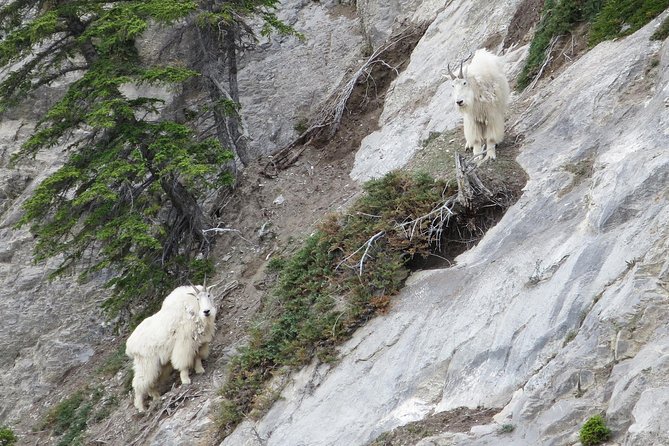 Jasper Evening Wildlife Tour - Your best chances for elk, moose, and bears
