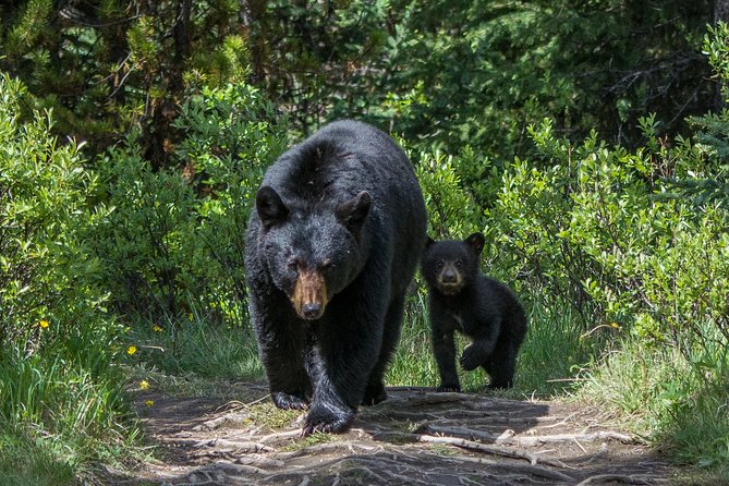 Jasper Evening Wildlife Tour - Why the evening schedule matters