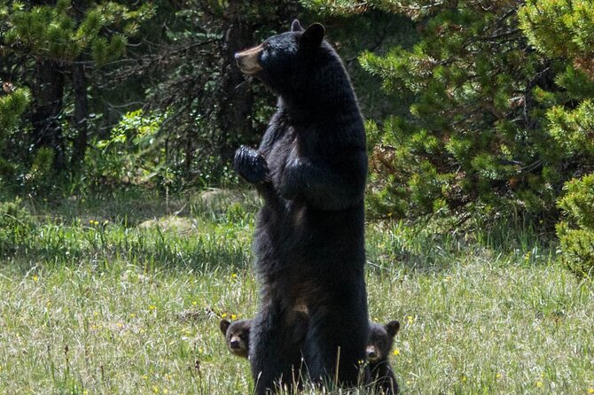 Jasper Evening Wildlife Tour - The minibus experience and photo stops