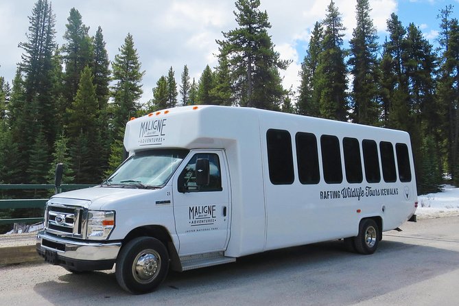 Jasper Evening Wildlife Tour - Who should book this Jasper outing?