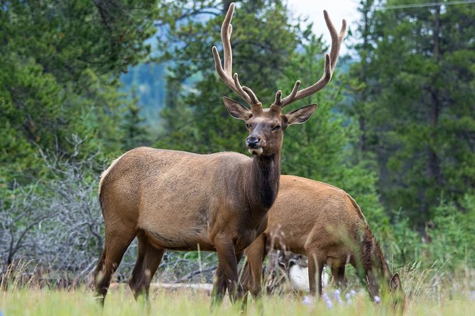 Jasper Evening Wildlife Tour - Seasonal routes instead of a fixed checklist