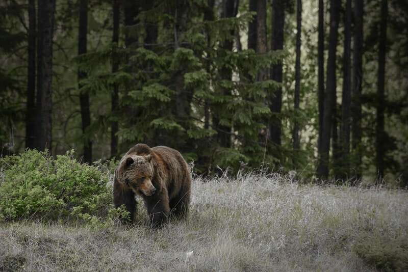 Jasper: Maligne Valley Wildlife & Spirit Island Cruise - Wildlife stops require patience and luck