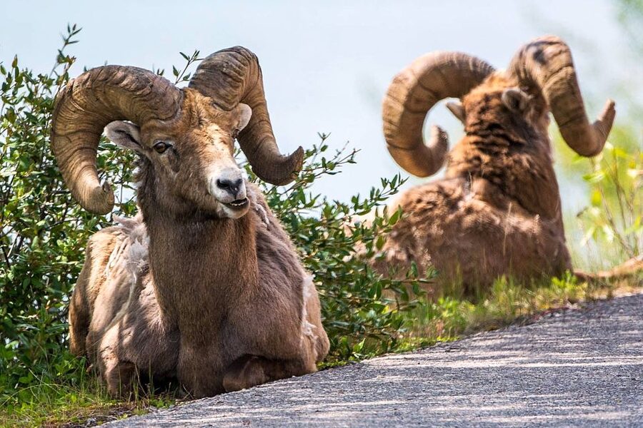 Jasper National Park: Evening or Morning Wildlife Watch Tour - Who should book this tour?