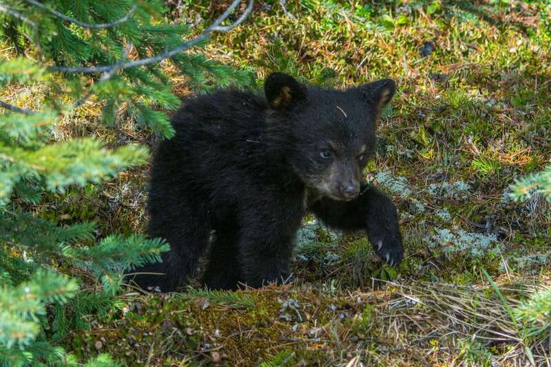 Jasper National Park: Evening or Morning Wildlife Watch Tour - Why a three-hour wildlife search works in Jasper
