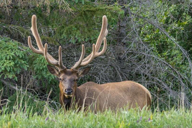Jasper National Park: Evening or Morning Wildlife Watch Tour - What happens after pickup