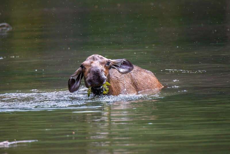 Jasper National Park: Evening or Morning Wildlife Watch Tour - The animals you might see