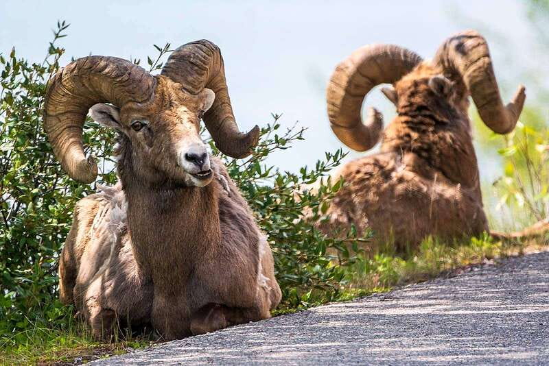 Jasper National Park: Evening or Morning Wildlife Watch Tour - Photography and comfort on the minibus
