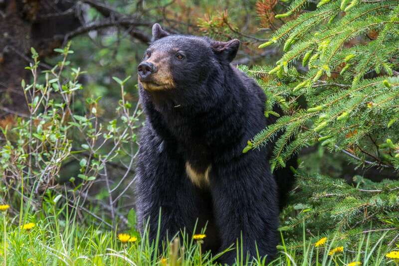 Jasper National Park: Evening or Morning Wildlife Watch Tour - Morning or evening: which departure should you choose?