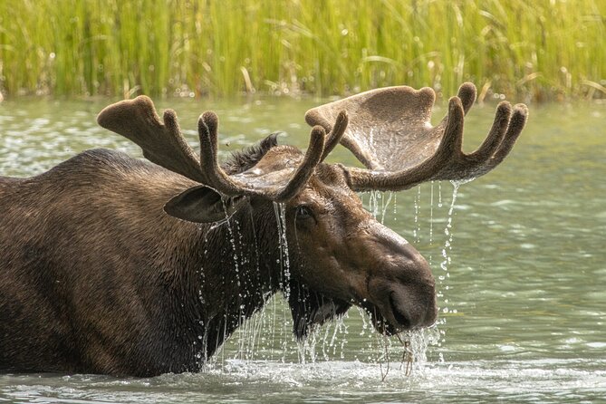 Jasper National Park Tour Maligne Valley, Medicine Lake with Walk - Who will get the most from this Jasper tour?