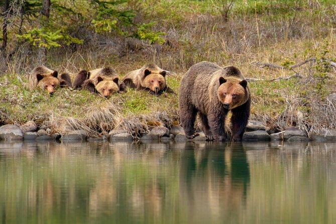 Jasper National Park Tour Maligne Valley, Medicine Lake with Walk - Should you book the Maligne Valley and Maligne Lake tour?