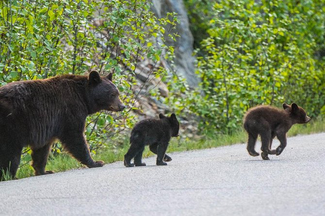 Jasper Wildlife and Sightseeing Tour with Maligne Lake Hike - Starting in Jasper With Pickup Made Simple