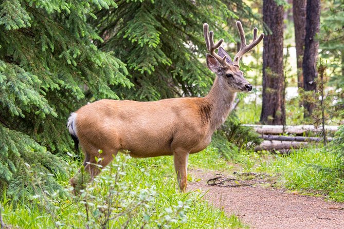 Jasper Wildlife and Sightseeing Tour with Maligne Lake Hike - Maligne Lake and the Easy Lakeshore Hike