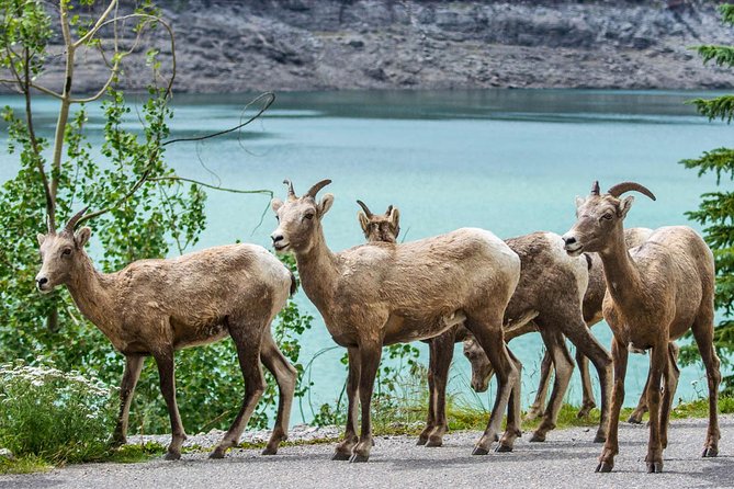 Jasper Wildlife and Sightseeing Tour with Maligne Lake Hike - Who Should Book This Jasper Wildlife Tour?