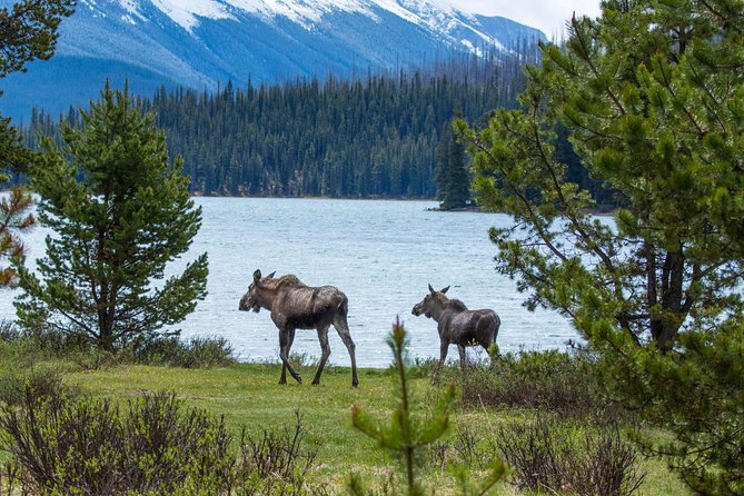 Jasper Wildlife and Sightseeing Tour with Maligne Lake Hike - Medicine Lake: Cliffs, Water, and Wildlife Watching
