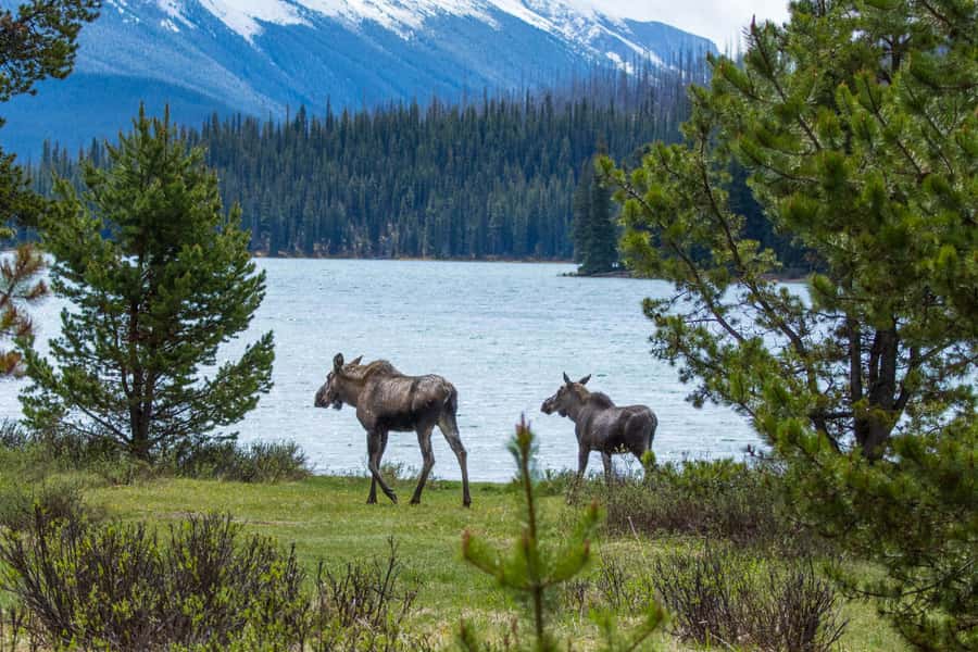 Jasper: Wildlife and Waterfalls Tour with Lakeshore Hike - Key points to know before booking