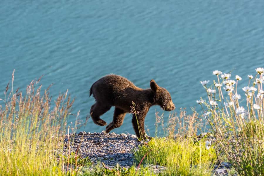 Jasper: Wildlife and Waterfalls Tour with Lakeshore Hike - A six-hour route into Jasper’s wild side
