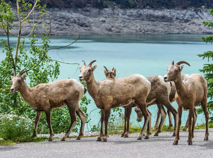 Jasper: Wildlife and Waterfalls Tour with Lakeshore Hike - The Maligne Lake walk, 2 to 3 kilometers of easy scenery