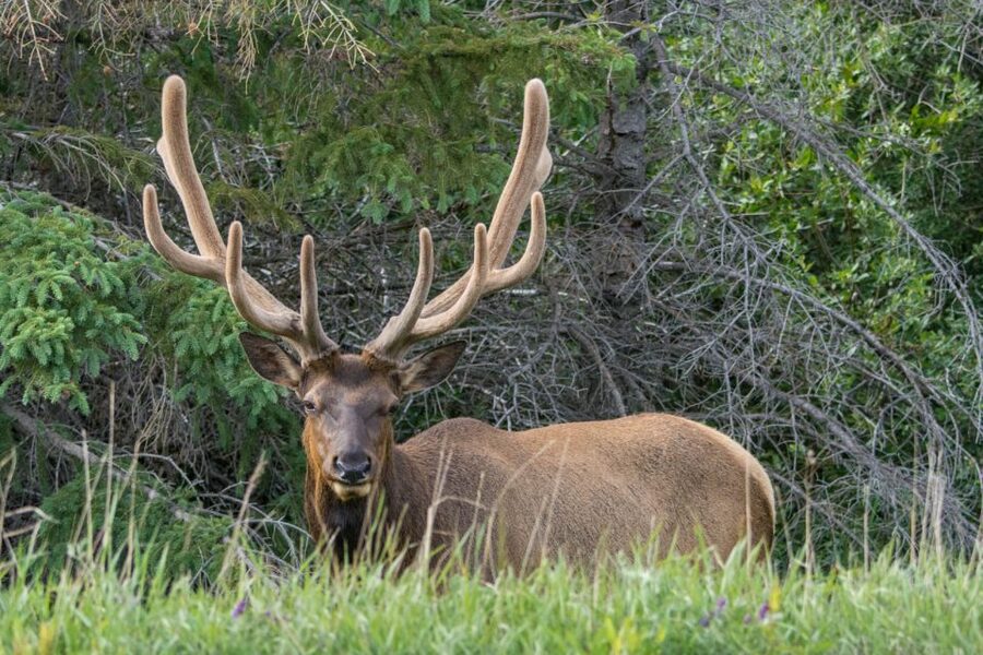Jasper: Wildlife and Waterfalls Tour with Lakeshore Hike - Why the guide matters so much