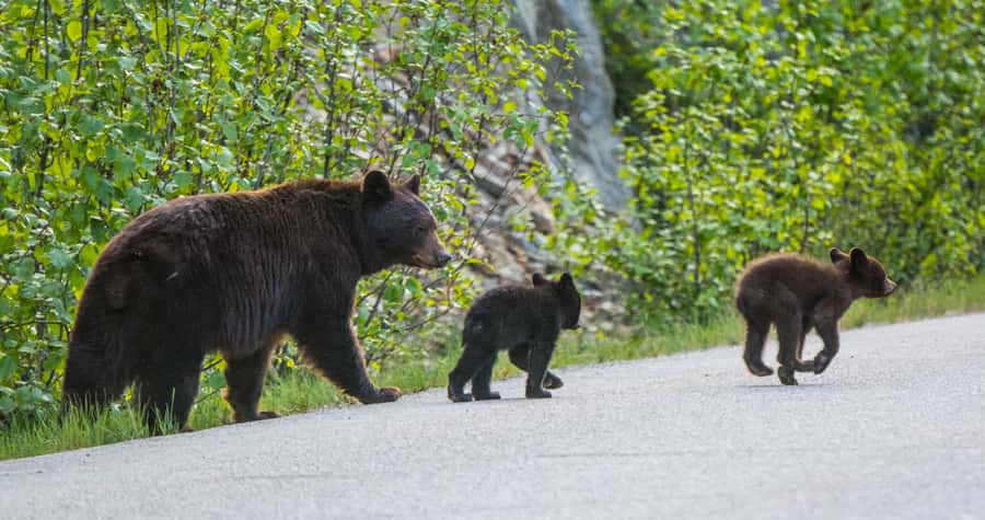 Jasper: Wildlife and Waterfalls Tour with Lakeshore Hike - What wildlife viewing is really like