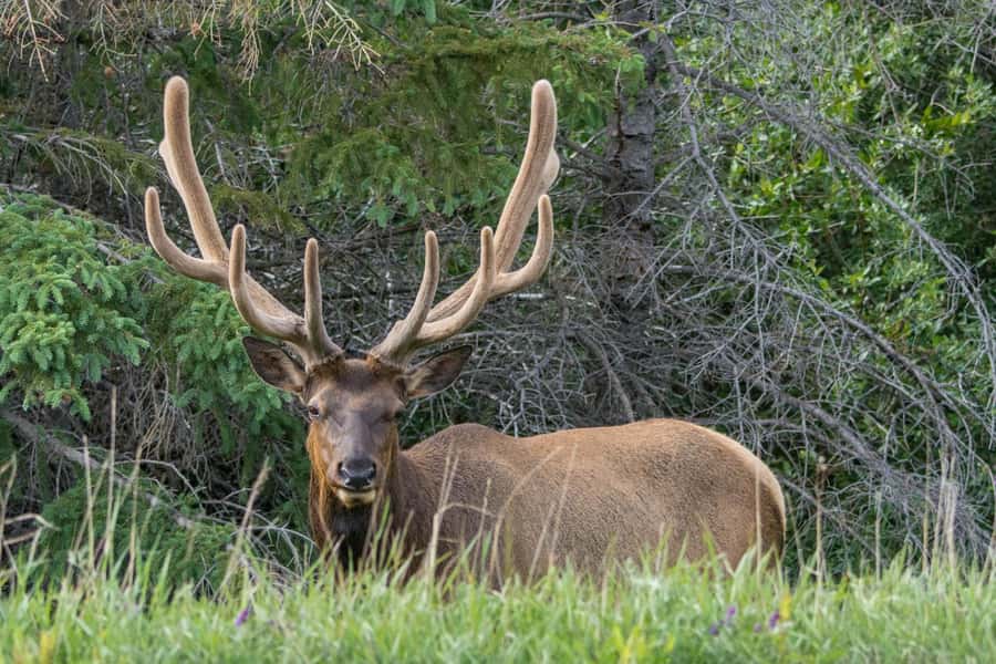 Jasper: Wildlife and Waterfalls Tour with Lakeshore Hike - Time at Maligne Lake Day Lodge