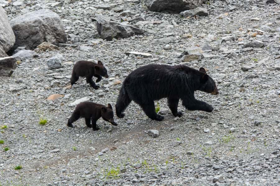Jasper: Wildlife and Waterfalls Tour with Maligne Cruise - My booking advice for Maligne Valley