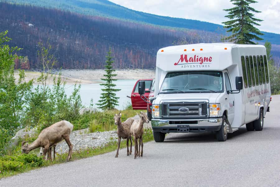 Jasper: Wildlife and Waterfalls Tour with Maligne Cruise - Maligne Canyon and the changing waterfall plan