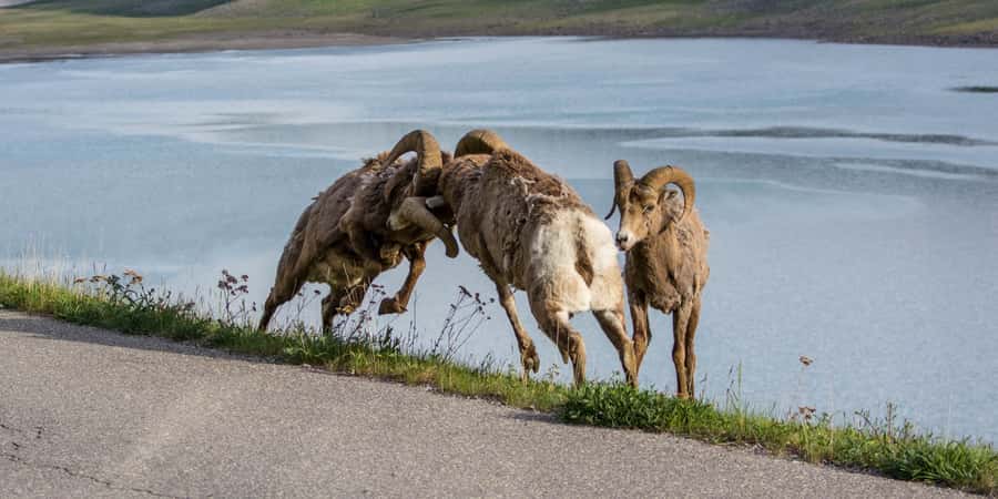 Jasper: Wildlife and Waterfalls Tour with Maligne Cruise - Who should book this tour