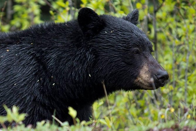 Jasper Wildlife & Sightseeing Tour with Maligne Lake Cruise - A scenic route through Maligne Valley