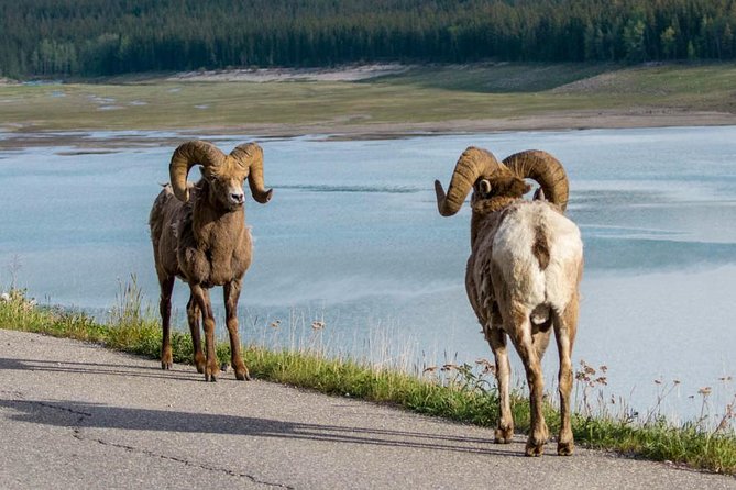 Jasper Wildlife & Sightseeing Tour with Maligne Lake Cruise - Price, comfort, and the six-hour schedule