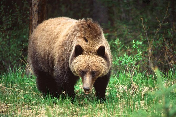 Jasper Wildlife & Sightseeing Tour with Maligne Lake Cruise - Who will get the most from this tour