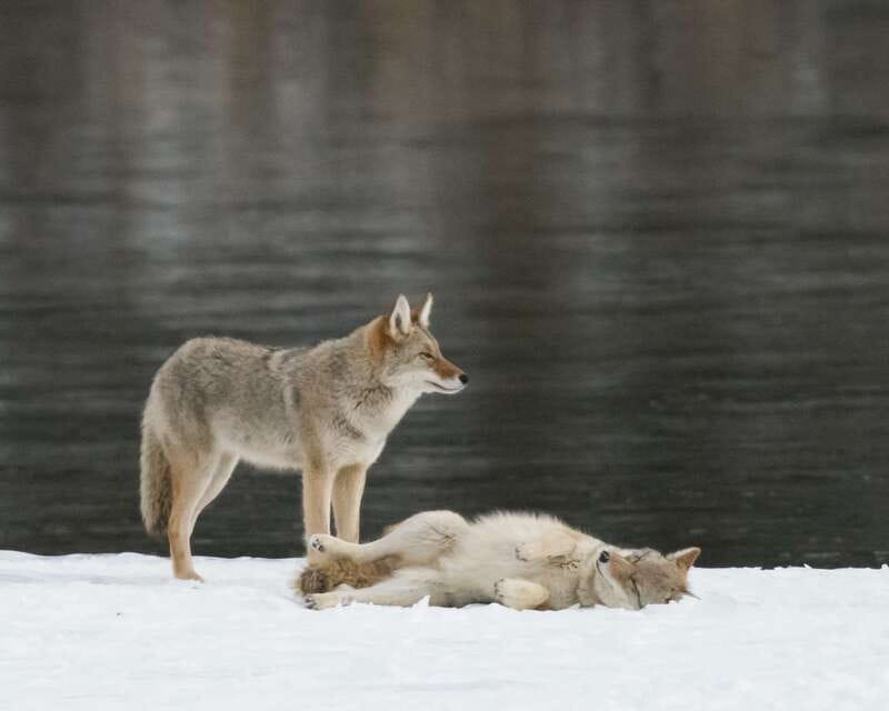Jasper: Winter Wildlife Bus Tour in Jasper National Park - Key points at a glance