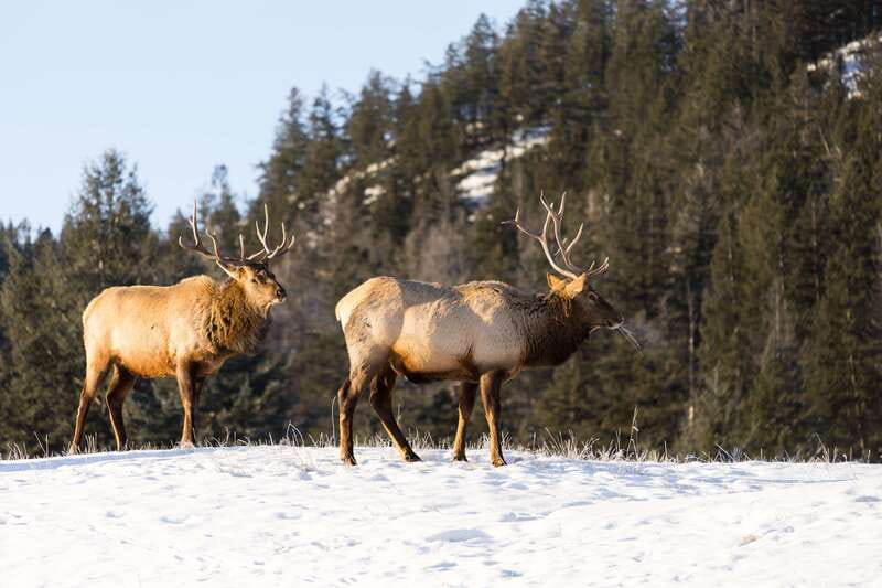 Jasper: Winter Wildlife Bus Tour in Jasper National Park - Why a winter bus tour works well in Jasper