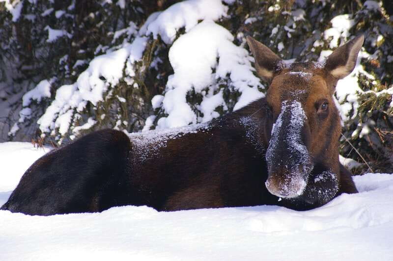 Jasper: Winter Wildlife Bus Tour in Jasper National Park - The Athabasca Valley drive