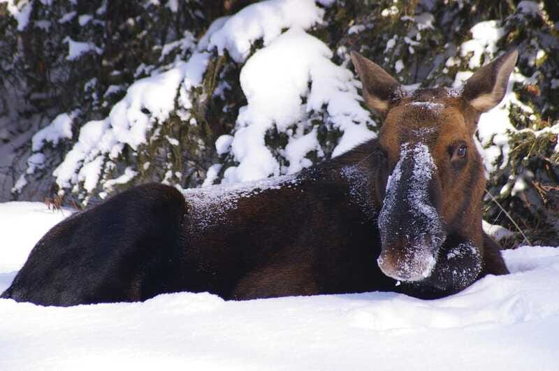 Jasper: Winter Wildlife Bus Tour in Jasper National Park - What the guides add to the experience