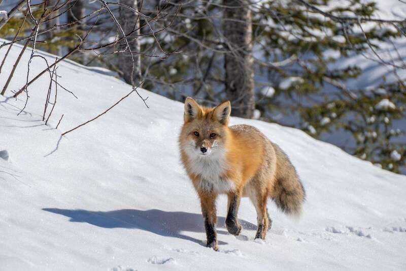 Jasper: Winter Wildlife Bus Tour in Jasper National Park - Stops, scenery, and the amount of walking