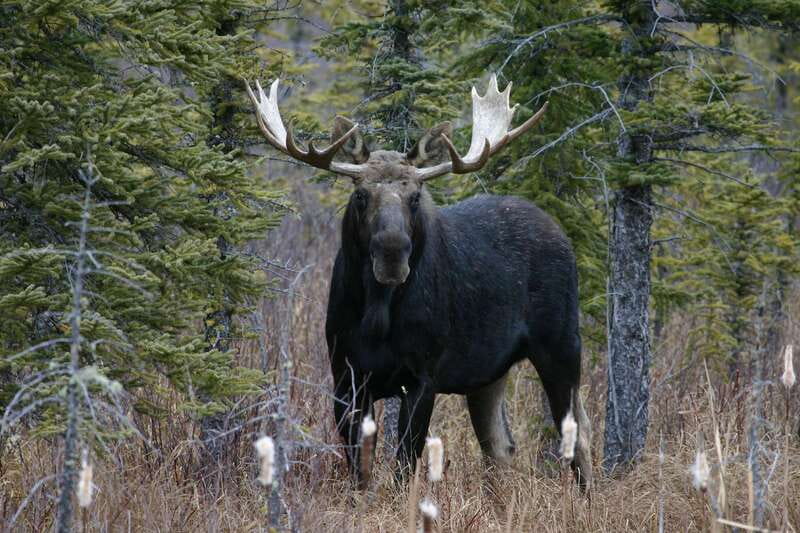 Jasper: Winter Wildlife Bus Tour in Jasper National Park - Winter comfort and photography tips