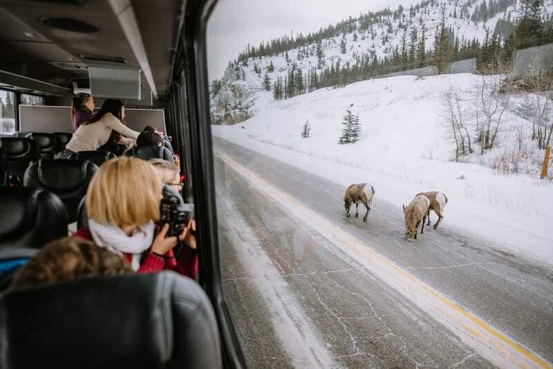 Jasper: Winter Wildlife Bus Tour in Jasper National Park - Is $62 good value?