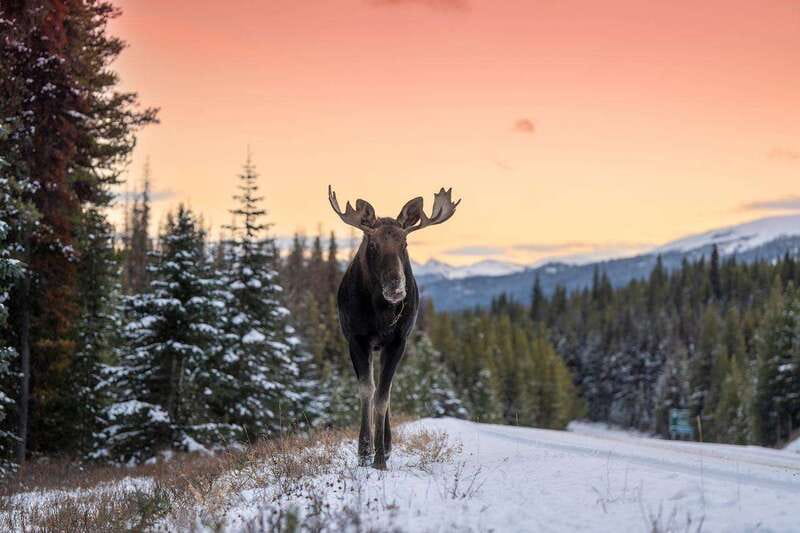 Jasper: Winter Wildlife Bus Tour in Jasper National Park - Who should book this outing
