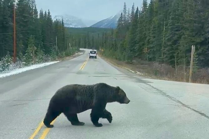 Johnston Canyon, Lake Louise & Banff: Small-Group Day Tour - What the Guides Add to the Day