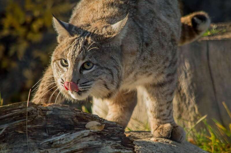 Kamloops: BC Wildlife Park Entry Ticket - What you are actually visiting