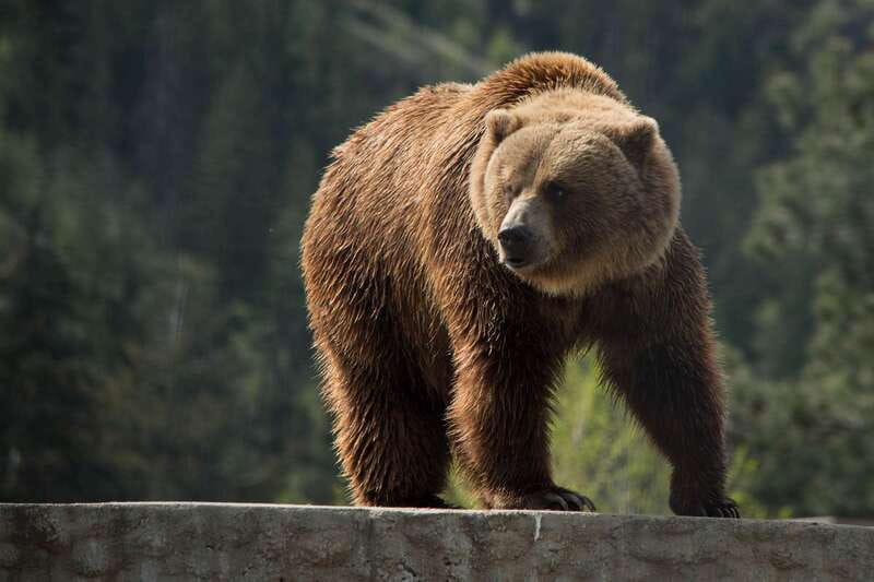 Kamloops: BC Wildlife Park Entry Ticket - Start with the Discovery Centre