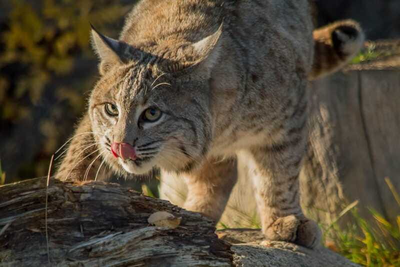 Kamloops: BC Wildlife Park Entry Ticket - Reptiles, birds, and the education side