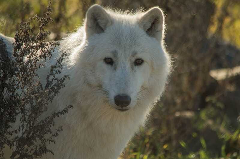 Kamloops: BC Wildlife Park Entry Ticket - Allow time for the family areas