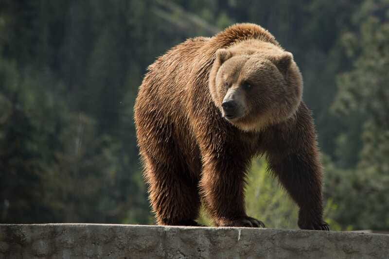 Kamloops: BC Wildlife Park Entry Ticket - The Wildlife Express Mini Train is extra