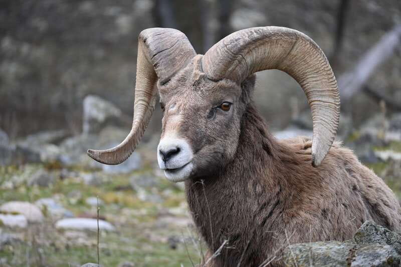 Kamloops: BC Wildlife Park Entry Ticket - Is the $14 ticket good value?