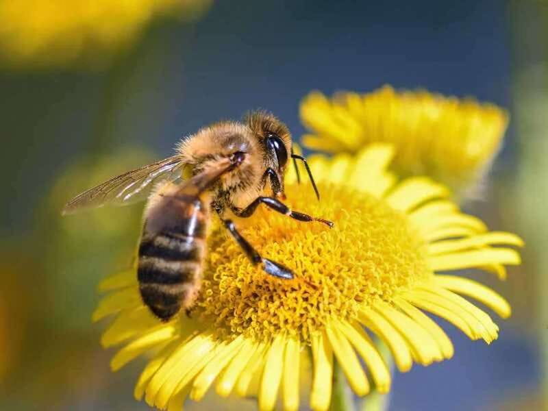 Kelowna: E-Bike Bee Tour w/ Tastings, Lunch, and Audioguide - Meeting the Meadow Vista bees