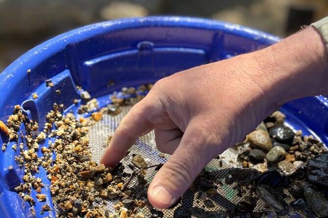 Kelowna Scenic Canyon Gold Panning Experience - Working the creekside gravel